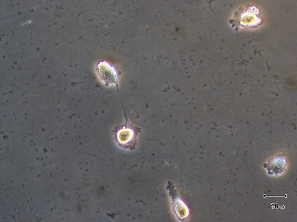 contamination cell culture thumbnails attached biology