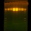 Trouble with overlap extension pcr - last post by HOYAJM