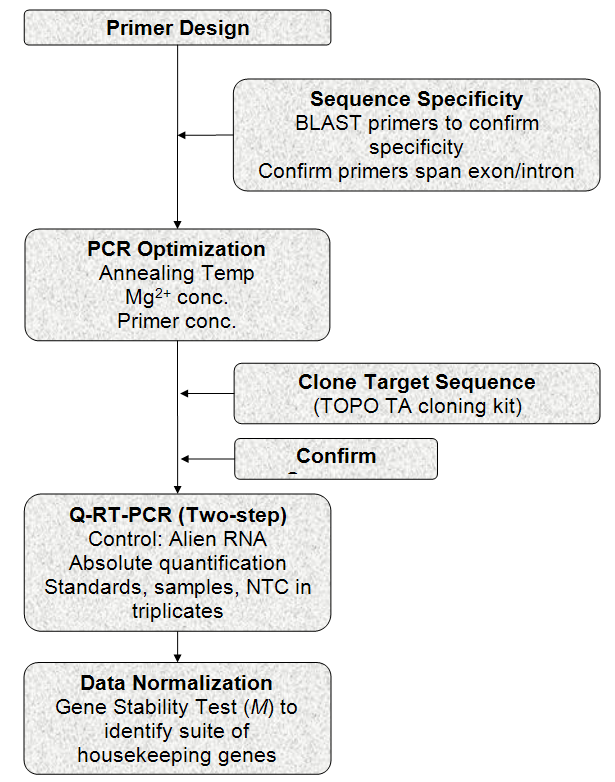 RealTime PCR Quantification Using Cloned Standards and Multiple
